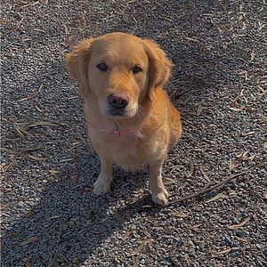 Meet your Posher, Holly